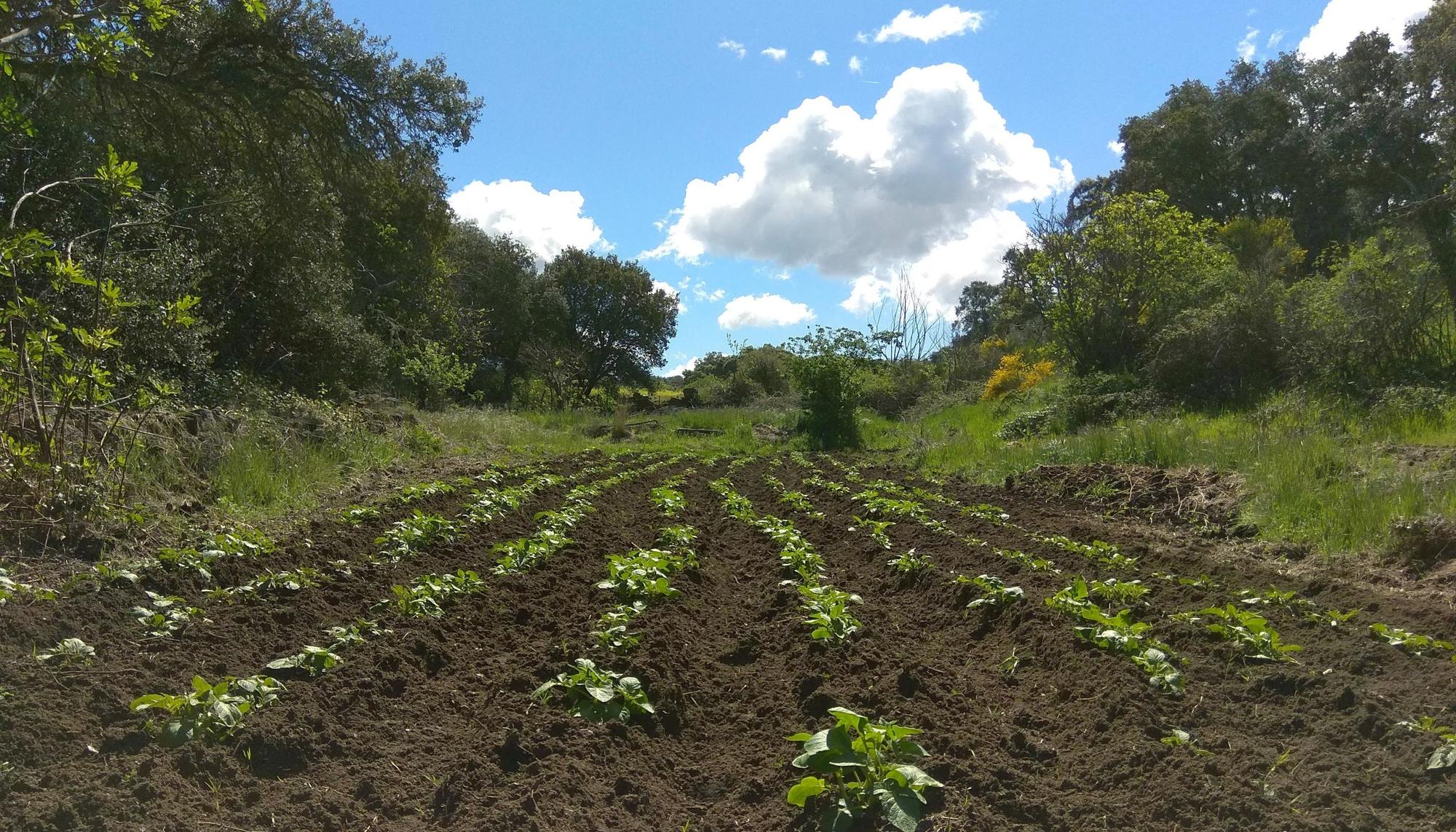 Huerta